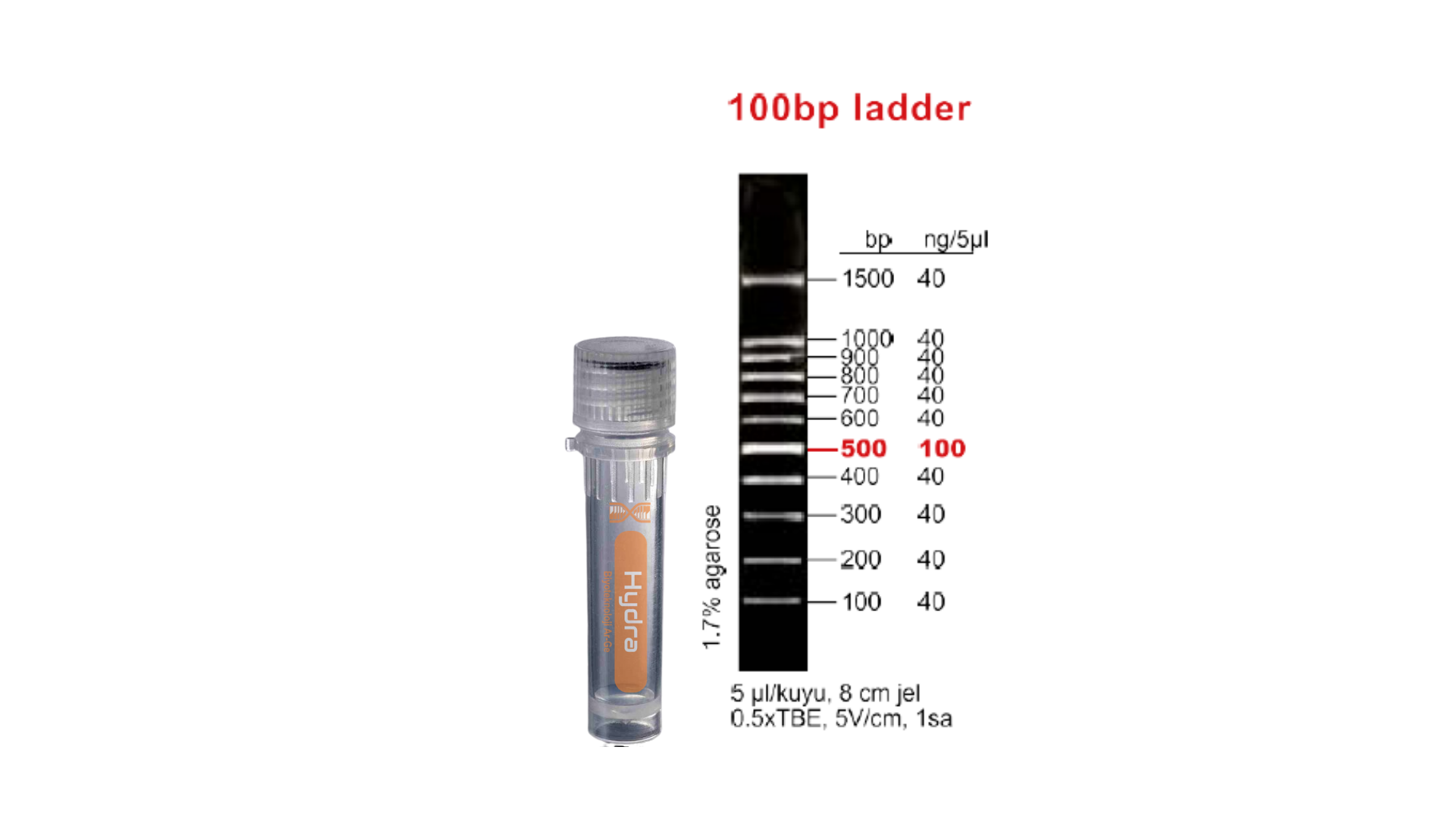 DNA Ladder 100 bp