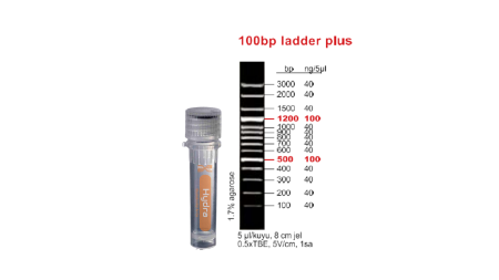 DNA Ladder Plus 100 bp