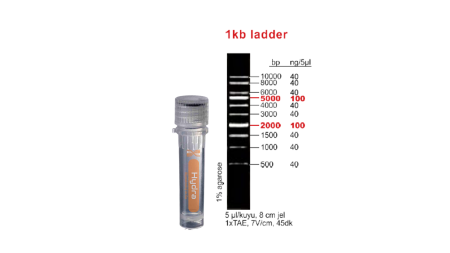 DNA Ladder 1 kb