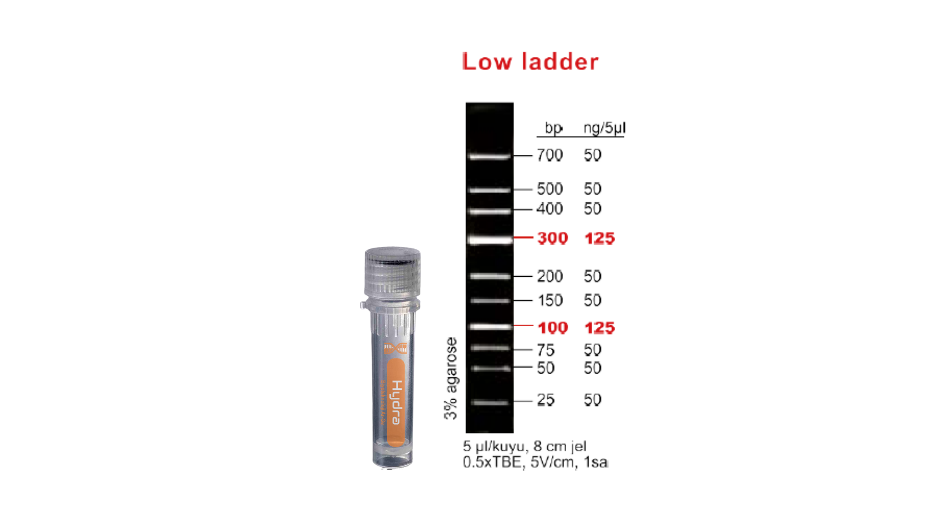 Low Range DNA Ladder